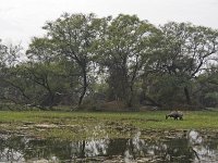 Zone humide et antilope nilgaut