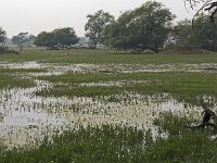 Zone humide, au 1er plan oiseau  serpent