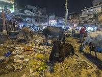 Vaches dans Old Delhi  Voir aussi l'album photo sur les vaches sacrées (http://inde.vaches-sacrees.af24.fr) : vache
