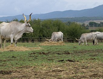 Vaches de la race Maremmana