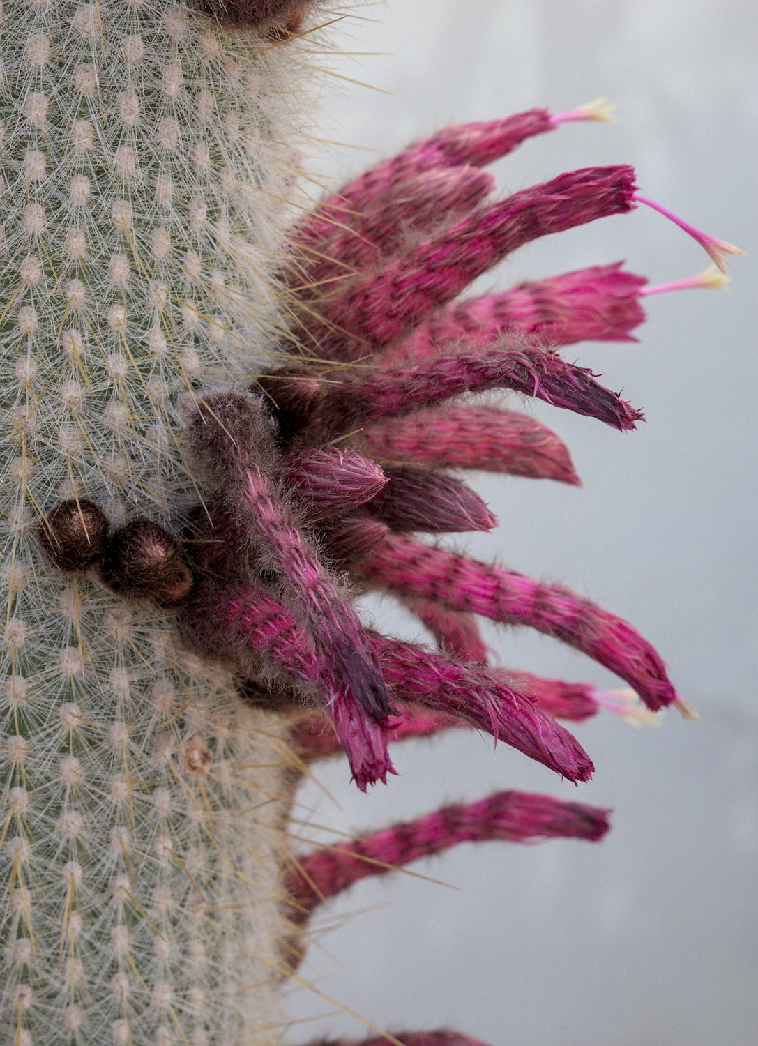 Cactus cierge (Cleistocactus strausii)