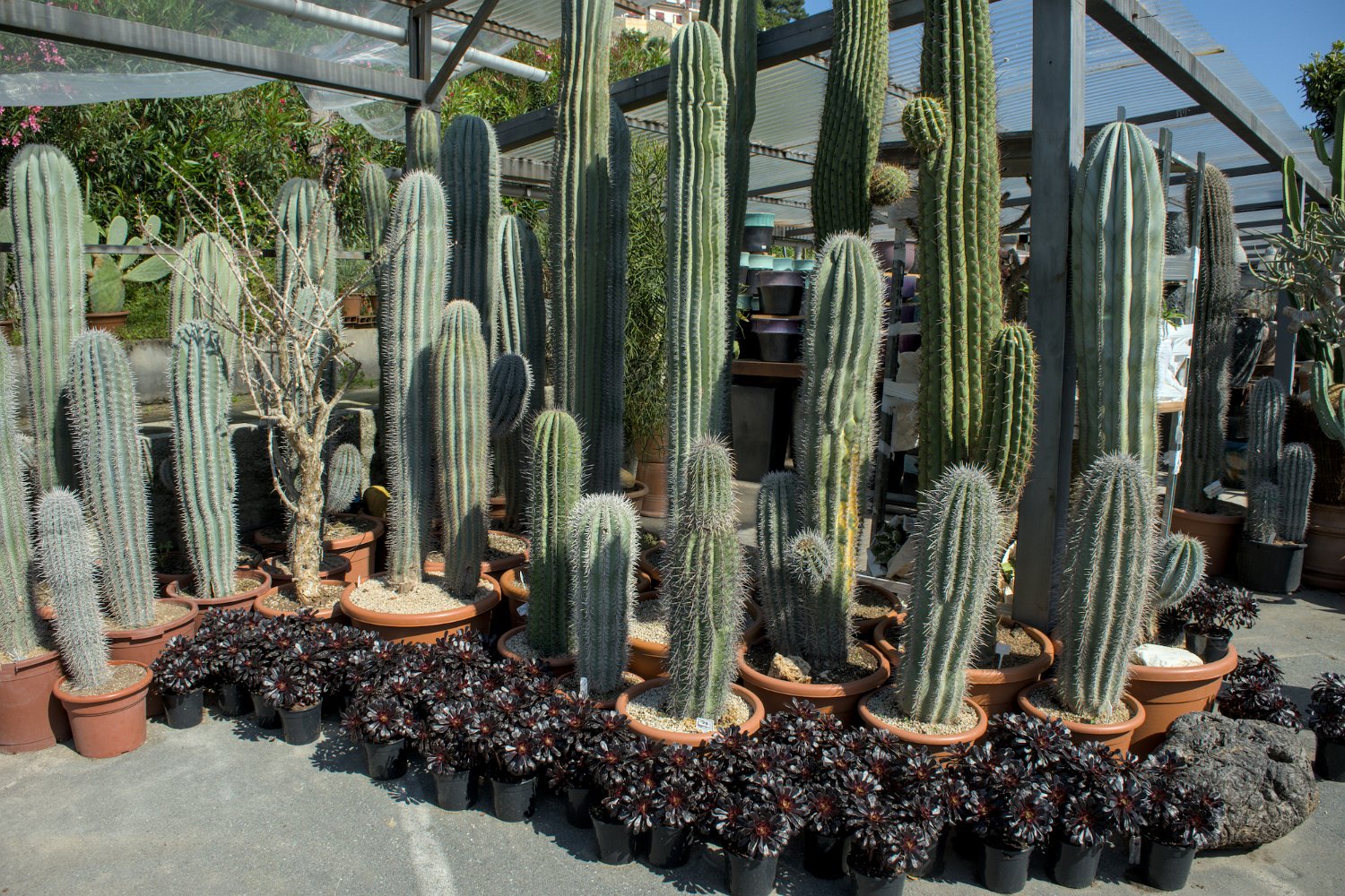 Cierges pringle (Pachycereus pringlei)
