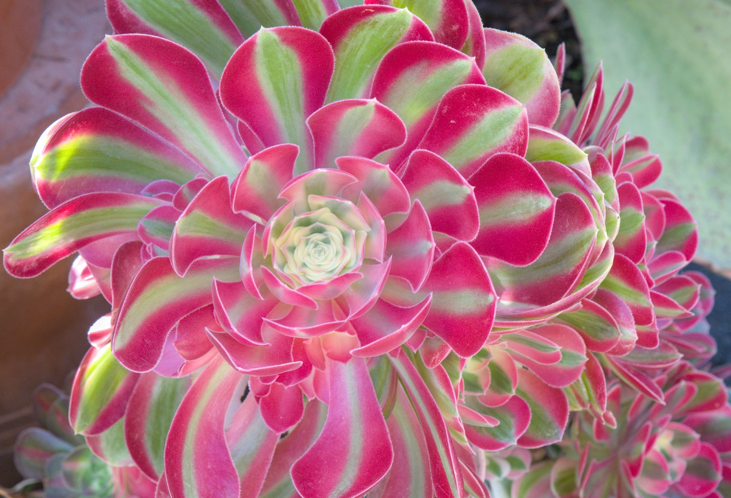 Aeonium pourpre (Aeonium arboreum)