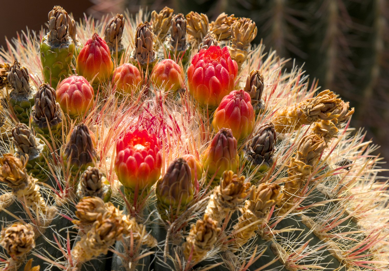 Ferocactus pilosus
