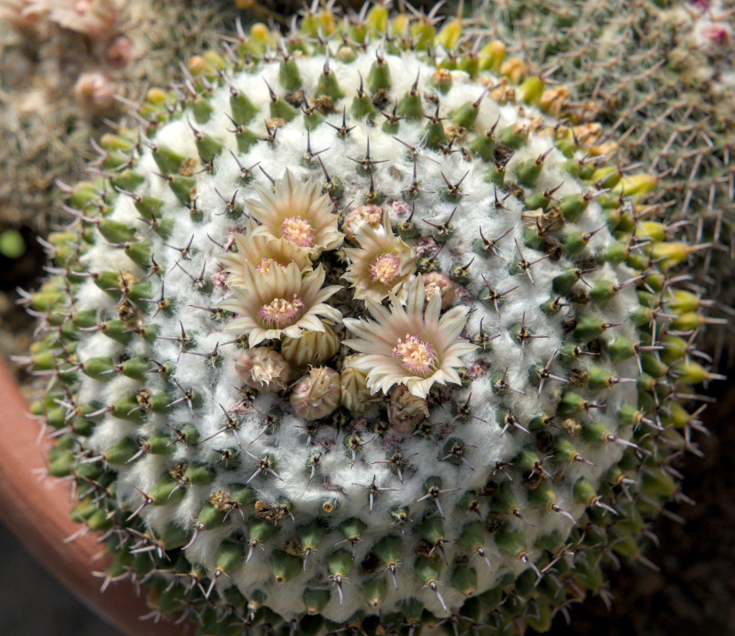 Mammilaria sempervivi