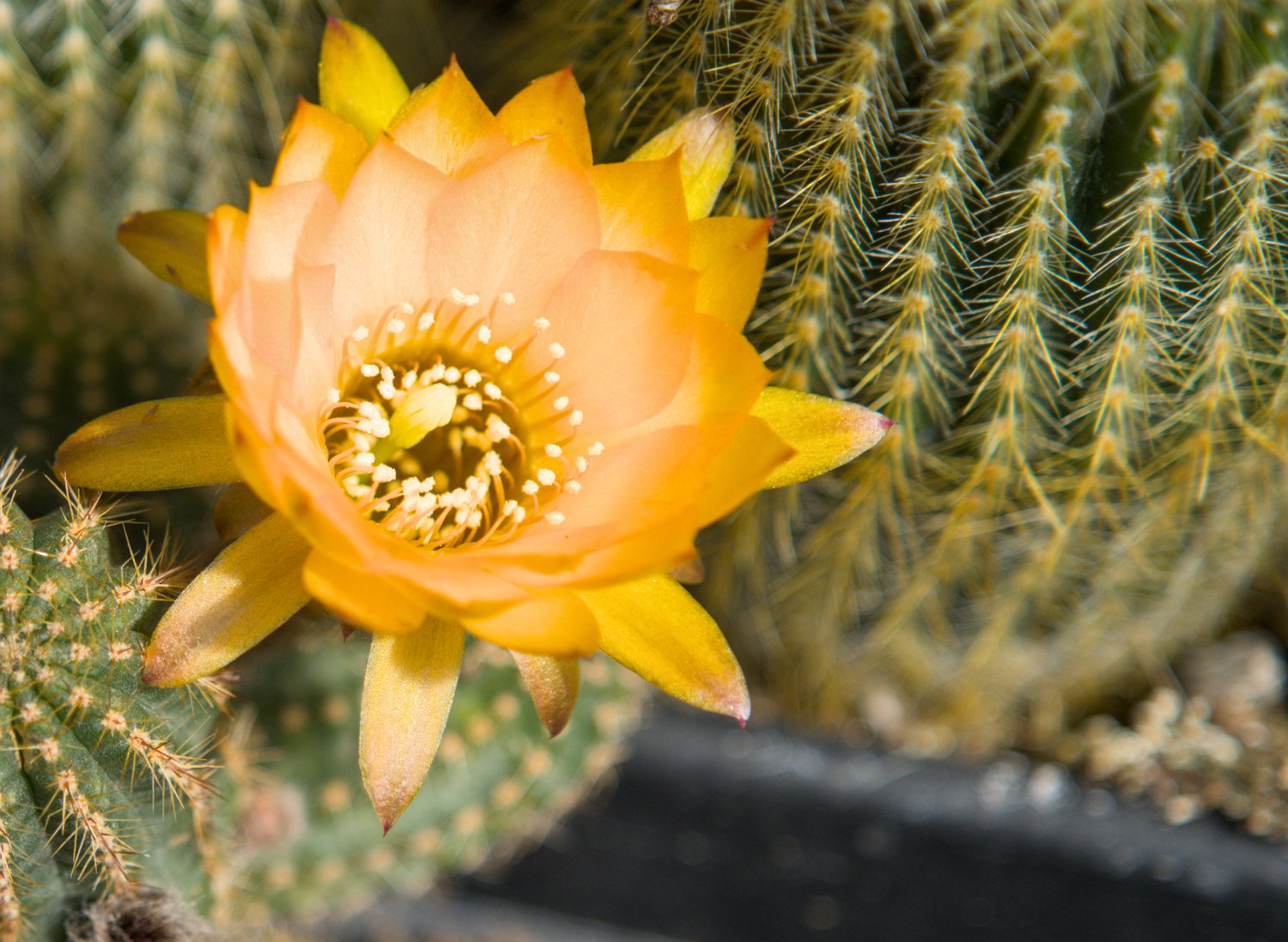Echinopsis aurea