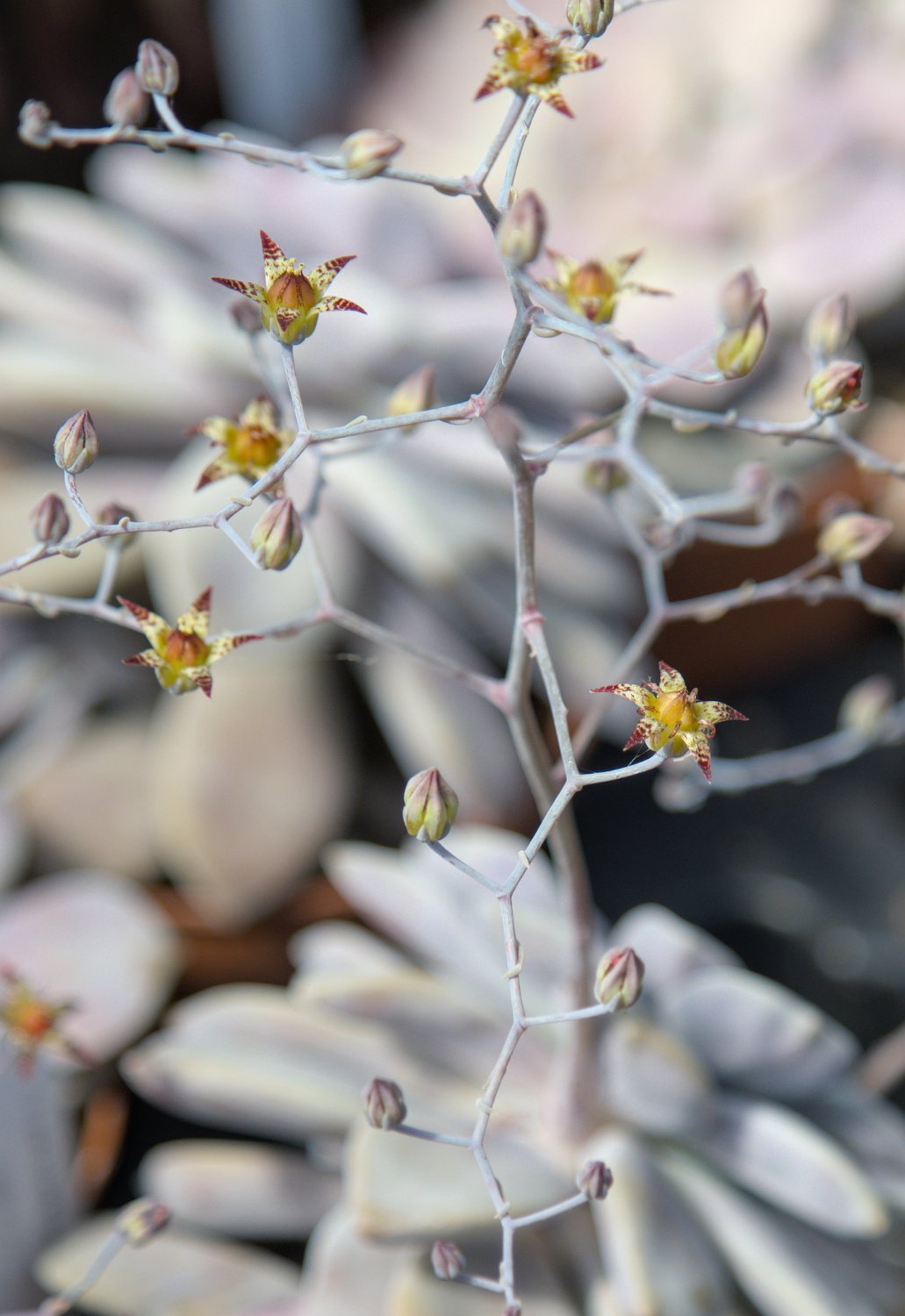 Graptopetalum pentandrum