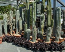 Cierges pringle (Pachycereus pringlei)