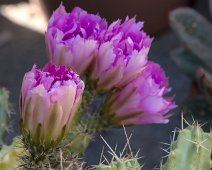 Echinocereus pentalophus