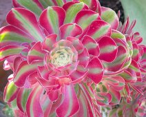Aeonium pourpre (Aeonium arboreum)