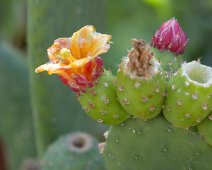 Quipa (Tacinga inamoena)