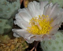 Tephrocactus alexanderi