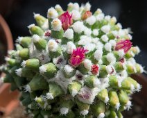 Mammilaria polythele