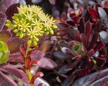 Aeonium arboretum