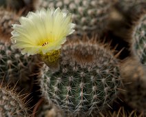 Echinopsis aurea