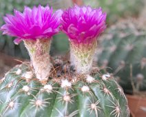 Echinocereus pentalophus