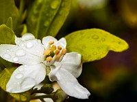 Oranger du Mexique  7artisans 60mm F4-1/75-160ISO