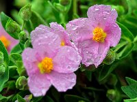 Ciste blanchatre  7artisans 60mm F4-1/280-160ISO