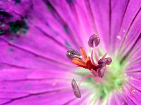 Géranium vivace - Etamines  7artisans 60mm F4-1/150-160ISO