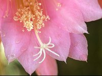 Belle de nuit - Etamines et pistil  7artisans 60mm F4-1/125-160ISO