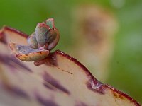 Kalanchoe - Propagule (structure de dissémination et de reproduction)  7artisans 60mm F4-1/60-800ISO