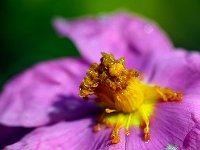 Ciste blanchatre - Etamines  Kamlan 50mm + bague allonge 27mm F4-1/250-160ISO