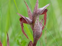 Serapias lingua (Sérapias à languette)  Prairie Gascogne