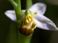 Ophrys apifera (Ophrys abeille)  Garrigue St Hyppolyte du Fort