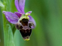 Ophrys scolopax (Ophrys bécasse)  Prairie Gascogne