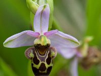Ophrys scolopax (Ophrys bécasse)  Prairie Gascogne
