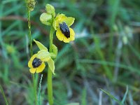 Ophrys lutea (Ophrys jaune)  Garrigue St Hyppolyte du Fort