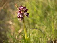 Orchis purpurea (Orchis pourpre)  Prairie Gascogne