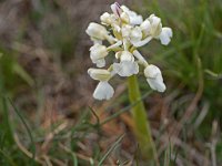 Anacamptis morio (Orchis bouffon blanche)  Causse périgord