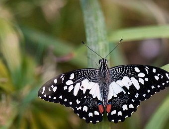 Voilier échiquier (Papilio demoleus) - Afrique