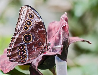 Morpho bleu (Morpho peleides) - Brésil, Amérique centrale