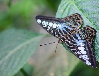 Clipper bleu (Parthenos sylvia lilicinius) - Asie du Sud-est