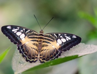 Clipper brun (Parthenos sylvia) - Asie du Sud-est