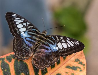 Clipper bleu (Parthenos sylvia lilicinius) - Asie du sud-est