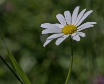 Marguerite