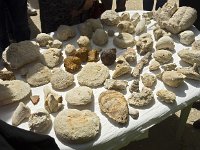 Fossiles trouvés dans les falaises du village