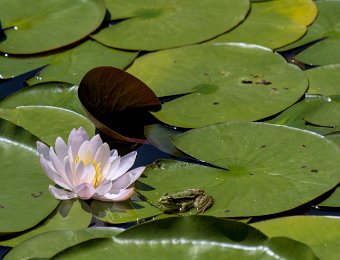 Nénuphar et grenouille verte