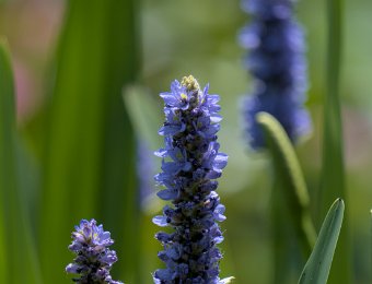 Pontédérie (Pondetoria lanceolata)