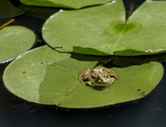 Grnouille verte