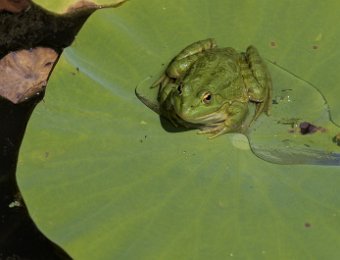 Grenouille verte