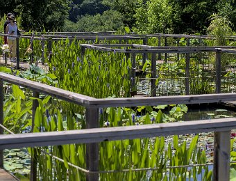 Labyrinthe aquatique