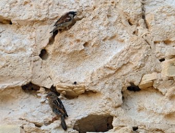 Moineaux dans la façade