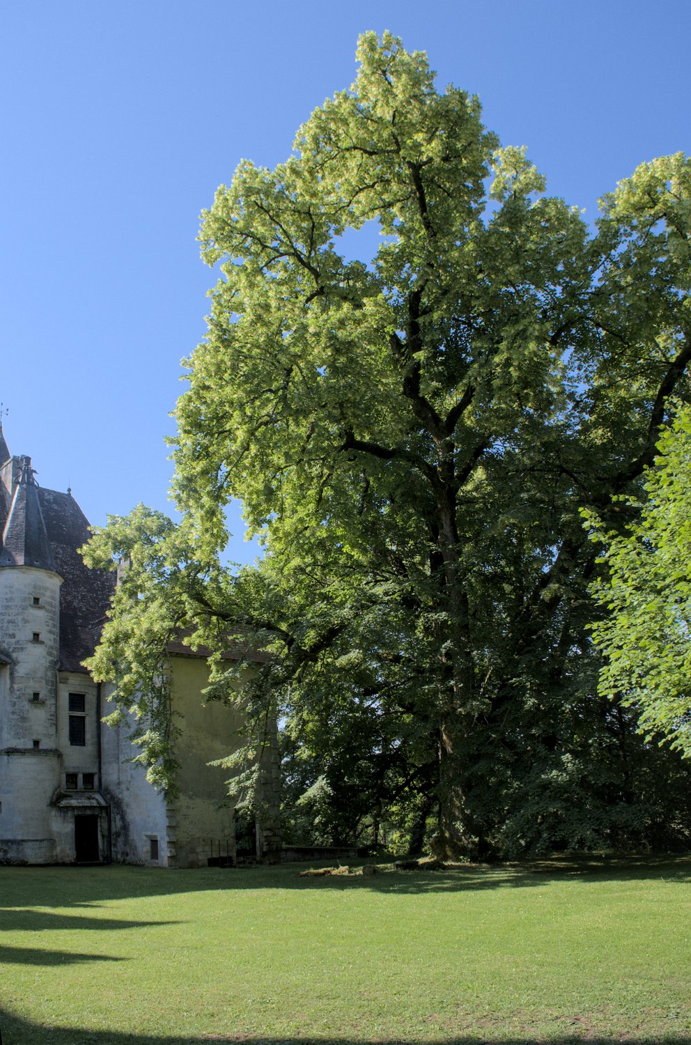 Un tilleul centenaire derrière le château