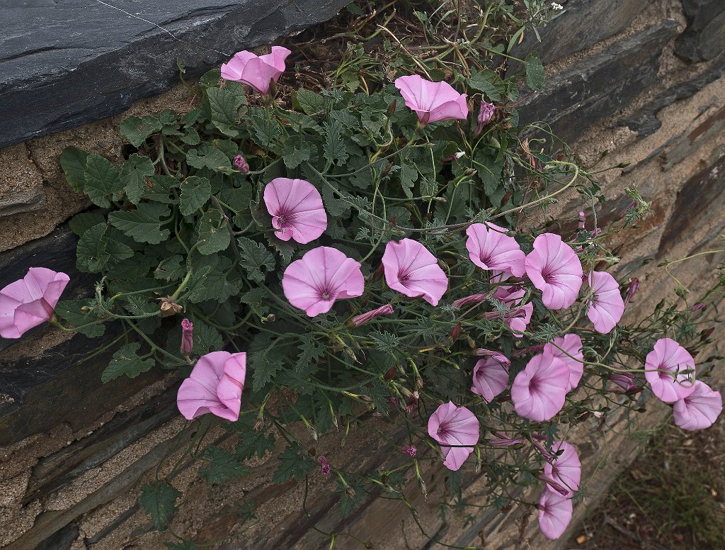Liserons dans un mur
