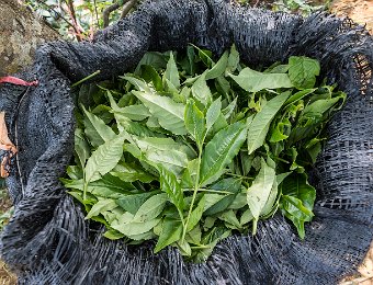 Thé fraichement cueilli