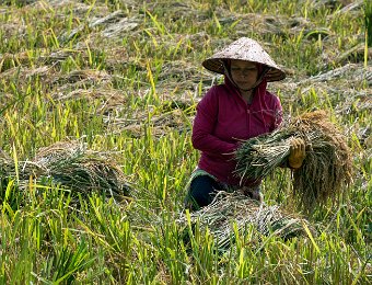 Récolte du riz